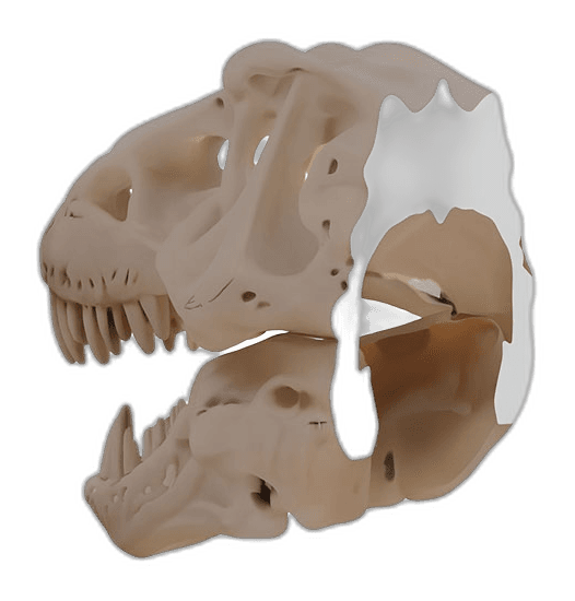 T-Rex Kafası Duvar Dekoru
