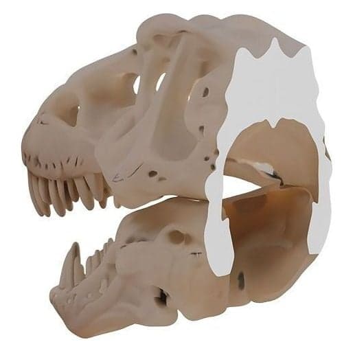 T-Rex Kafası Duvar Dekoru – 2. görsel