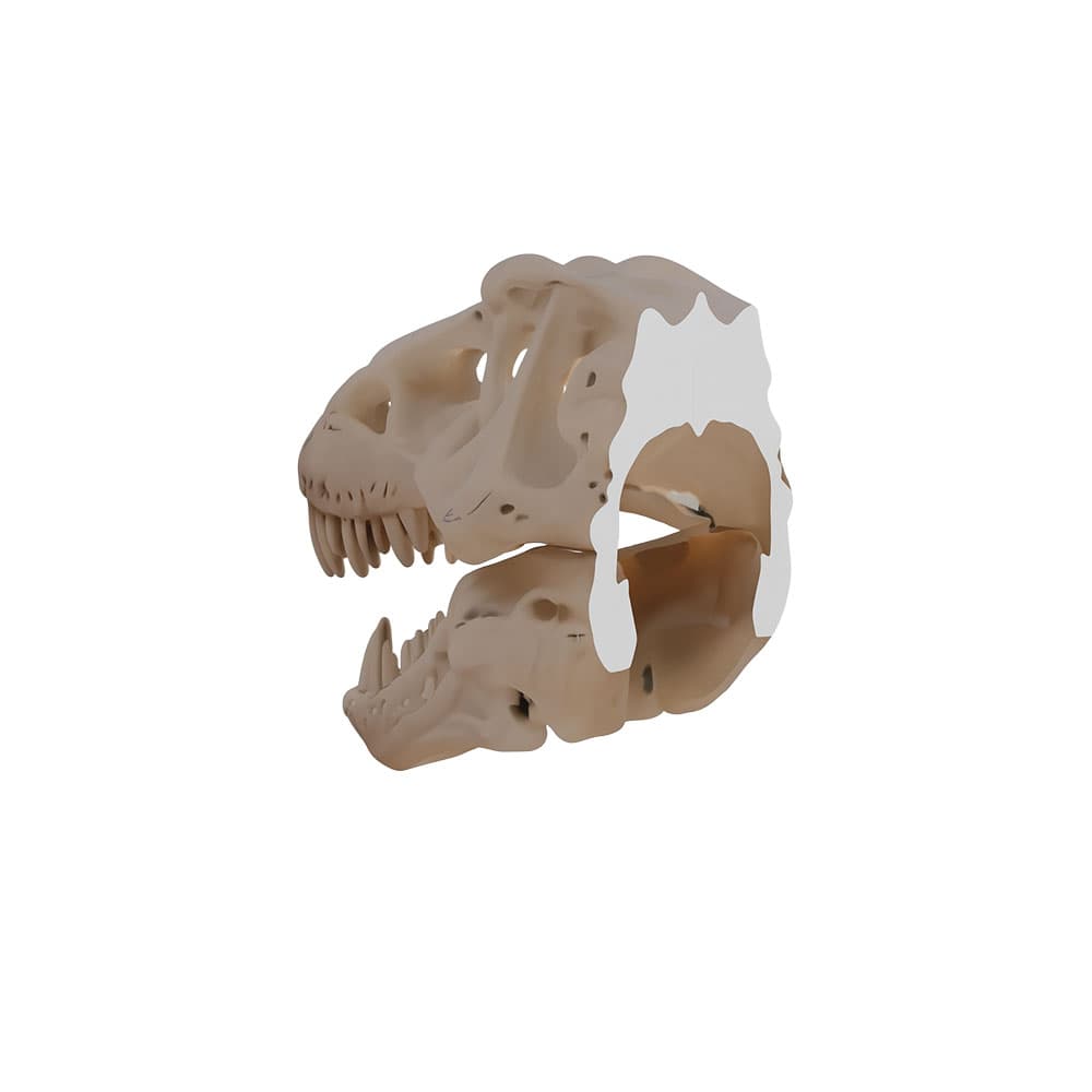 T-Rex Kafası Duvar Dekoru – ikinci görsel